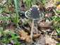 Harkálytintagomba (Coprinopsis picacea), Pilis